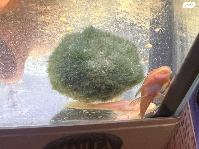 תמונת מודעה - חיות מחמד