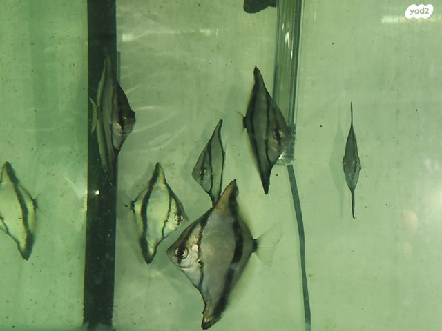 תמונת מודעה - חיות מחמד