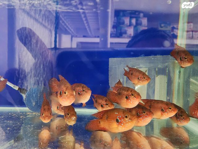 תמונת מודעה - חיות מחמד