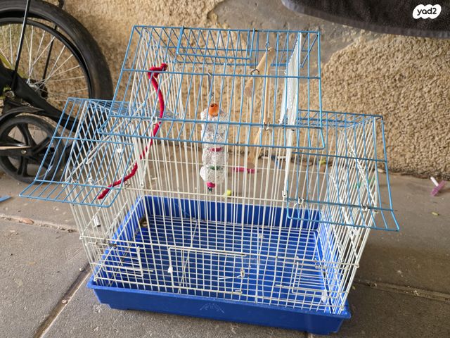 תמונת מודעה - חיות מחמד