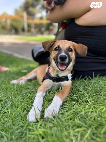 תמונת מודעה - חיות מחמד