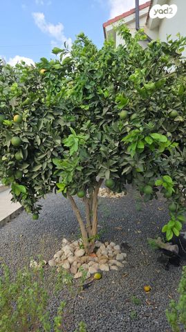 דו משפחתי, האמנים 1, כינרת מושבה, כינרת מושבה