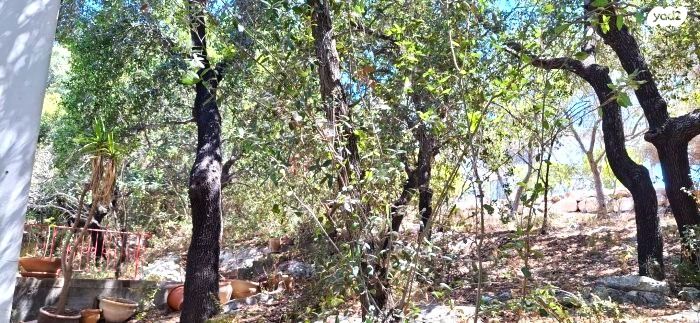 בית פרטי/ קוטג', תמרת