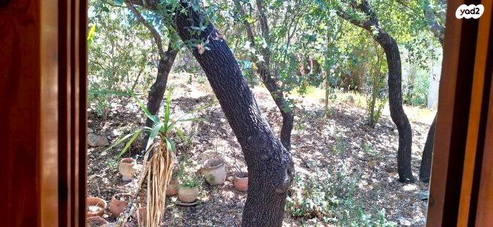 בית פרטי/ קוטג', תמרת