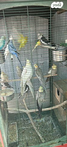 תמונת מודעה - חיות מחמד