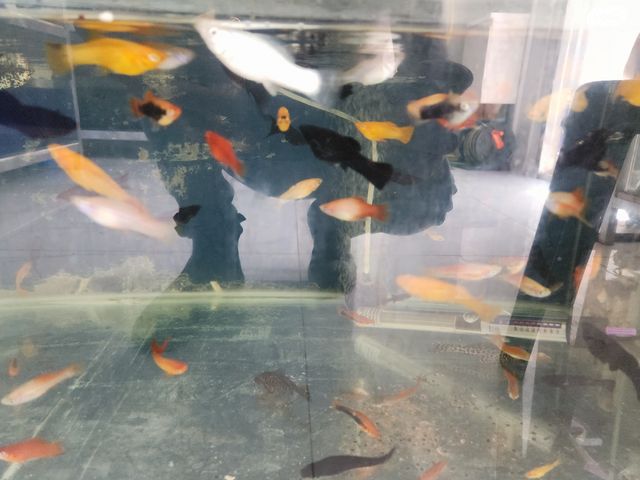 תמונת מודעה - חיות מחמד