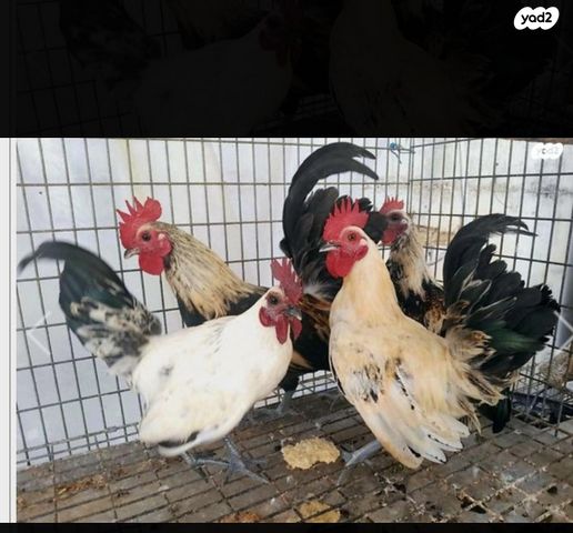 תמונת מודעה - חיות מחמד