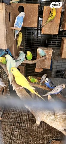 תמונת מודעה - חיות מחמד