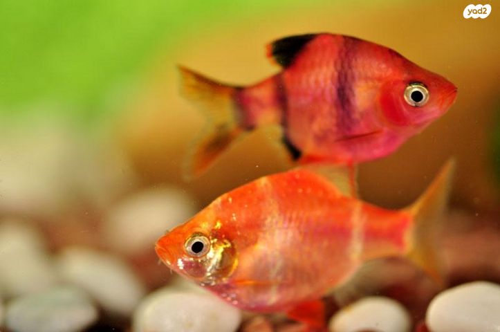 תמונת מודעה - חיות מחמד