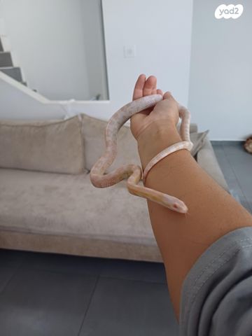 תמונת מודעה - חיות מחמד