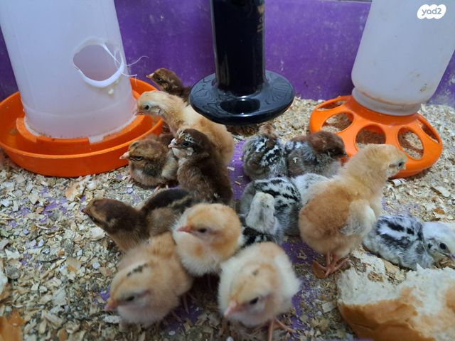 תמונת מודעה - חיות מחמד