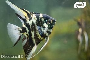 תמונת מודעה - חיות מחמד