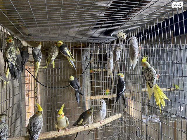 תמונת מודעה - חיות מחמד