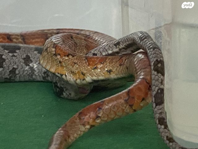 תמונת מודעה - חיות מחמד