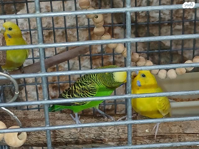 תמונת מודעה - חיות מחמד