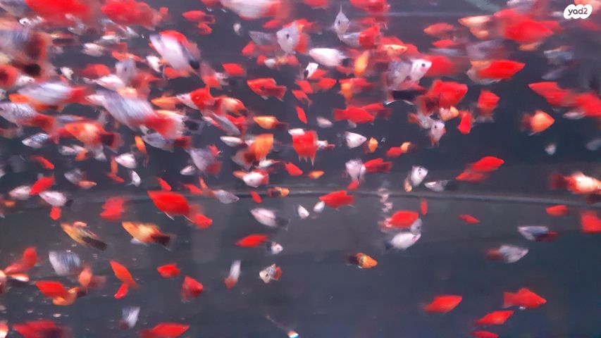 תמונת מודעה - חיות מחמד