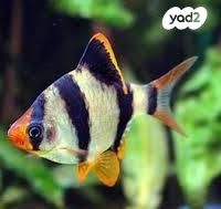 דג דגים טרופיים