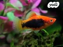 דג דגים טרופיים