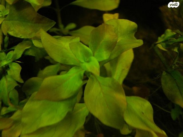 אביזרים | צמחיה לאקווריום