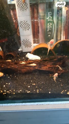 דג דגי חתול