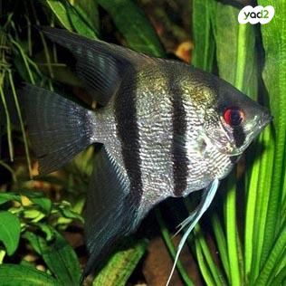 דג דגים טרופיים