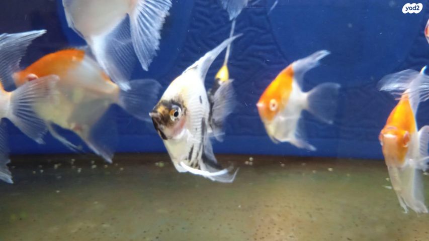 דג דגים טרופיים