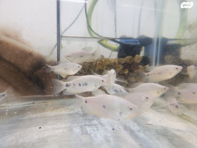 תמונת מודעה - חיות מחמד