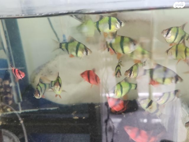 תמונת מודעה - חיות מחמד