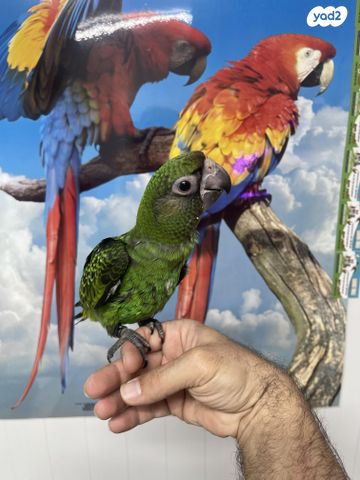 תמונת מודעה - חיות מחמד