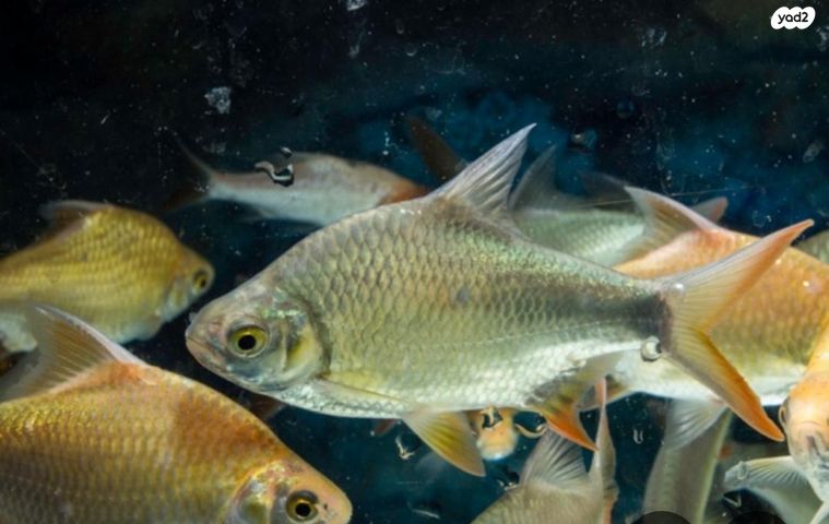 תמונת מודעה - חיות מחמד