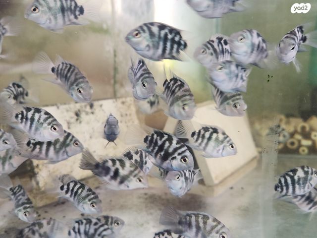 תמונת מודעה - חיות מחמד