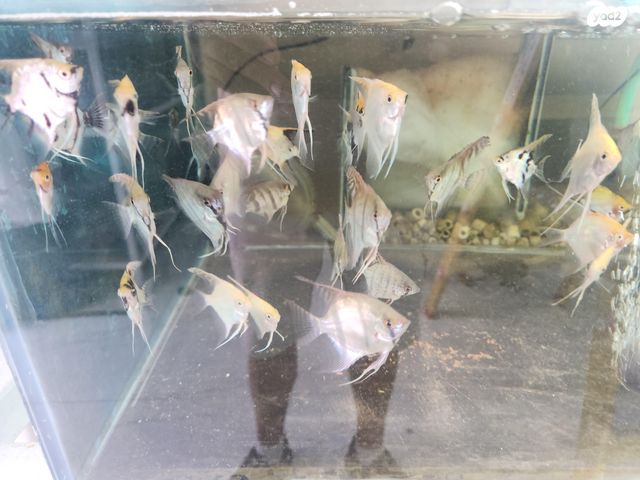 תמונת מודעה - חיות מחמד