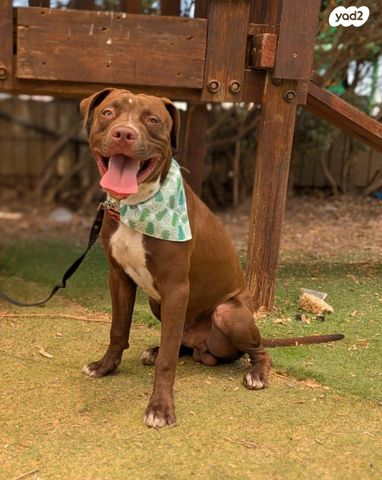 תמונת מודעה - חיות מחמד