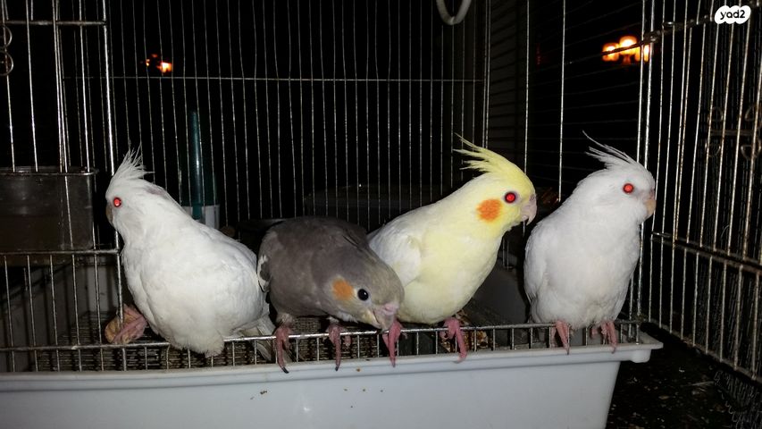 תמונת מודעה - חיות מחמד