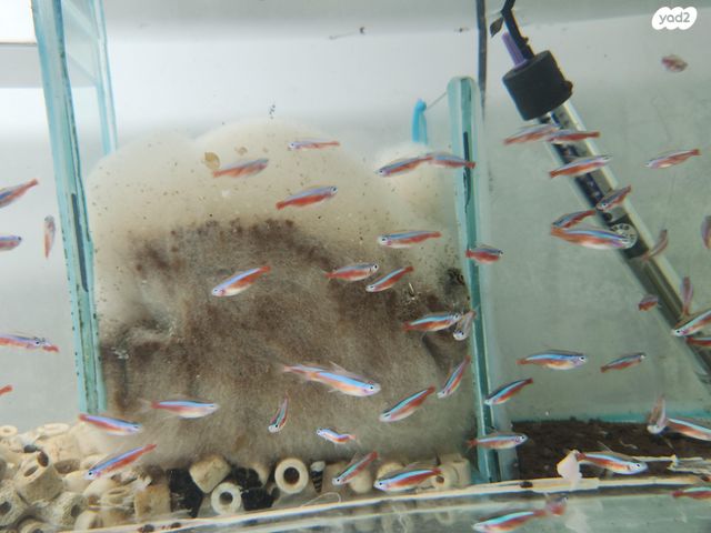 תמונת מודעה - חיות מחמד