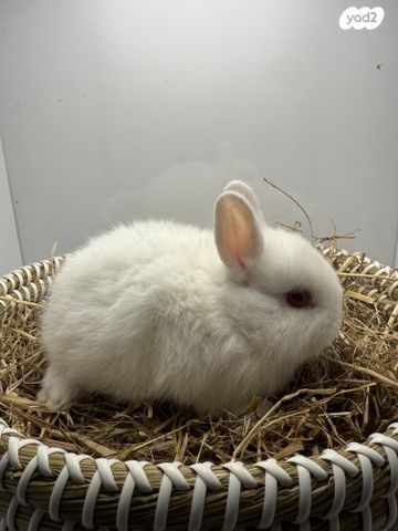 מכרסם ארנב ננסי