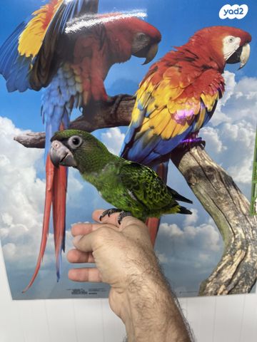 תוכי ג'רדין