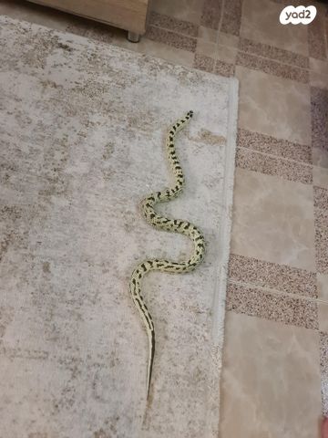 זוחל קינג סנייק