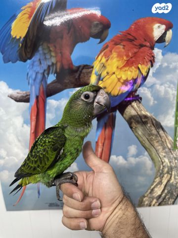 תוכי ג'רדין