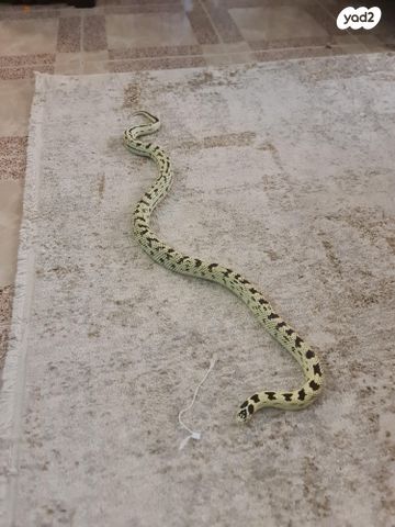 זוחל קינג סנייק