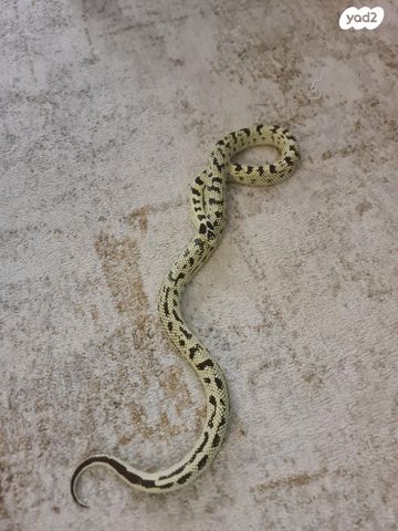 זוחל קינג סנייק