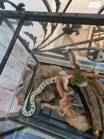 זוחל קינג סנייק