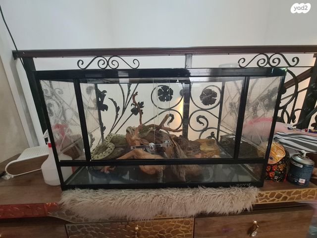 זוחל קינג סנייק