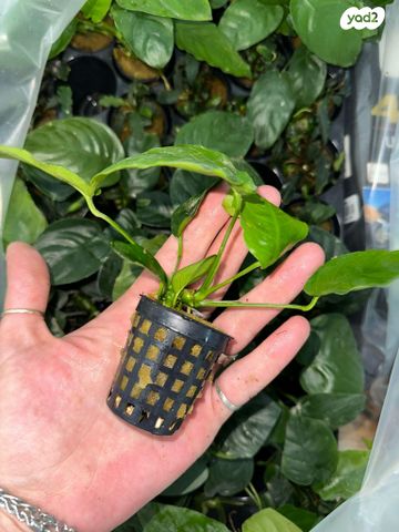 תמונת מודעה - חיות מחמד