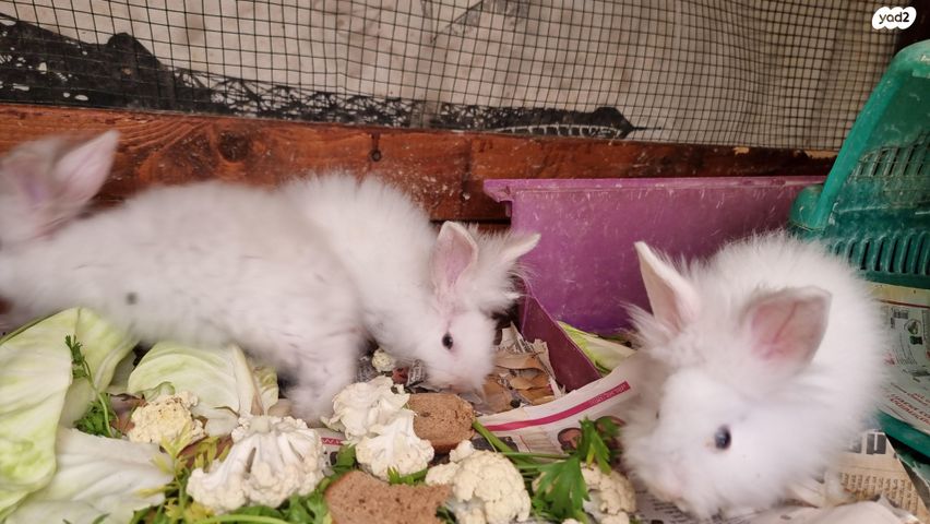 תמונת מודעה - חיות מחמד