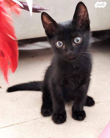 תמונת מודעה - חיות מחמד