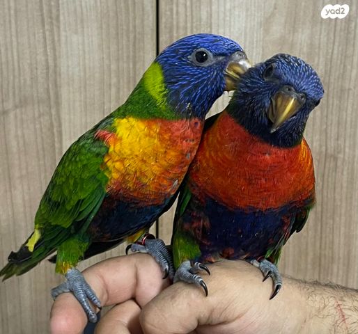 תמונת מודעה - חיות מחמד