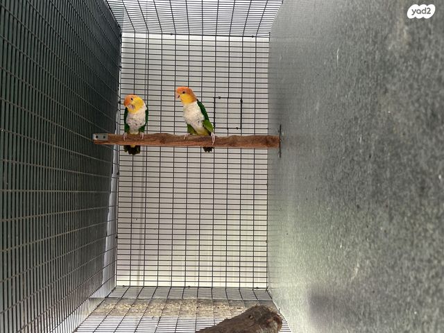 תמונת מודעה - חיות מחמד