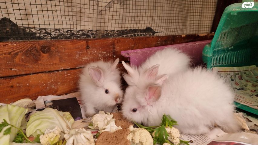 מכרסם ארנב אנגורה