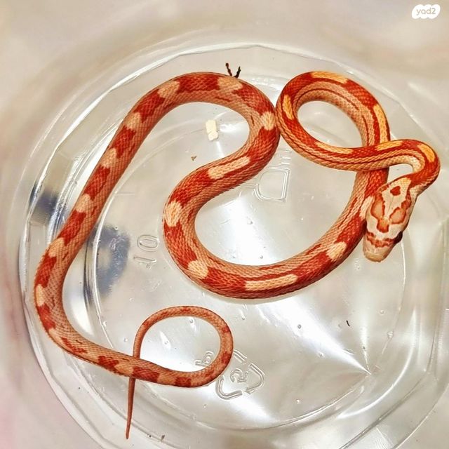 זוחל כרכן תירס